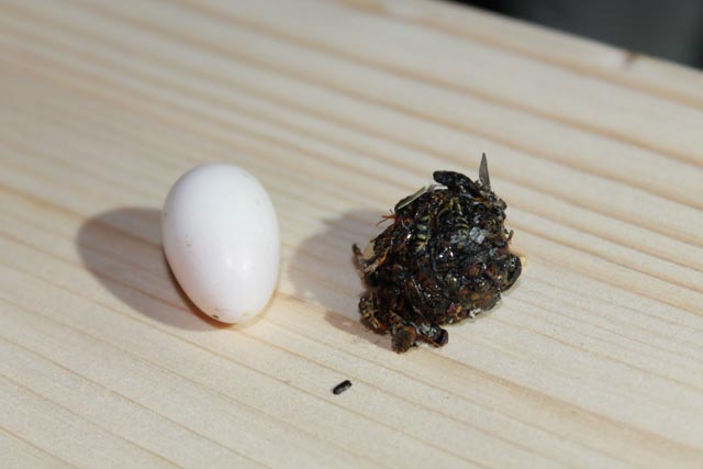 Der Futterballen aus Insekten ist so gross wie ein Ei. Foto: Sonja Fasler Hübner