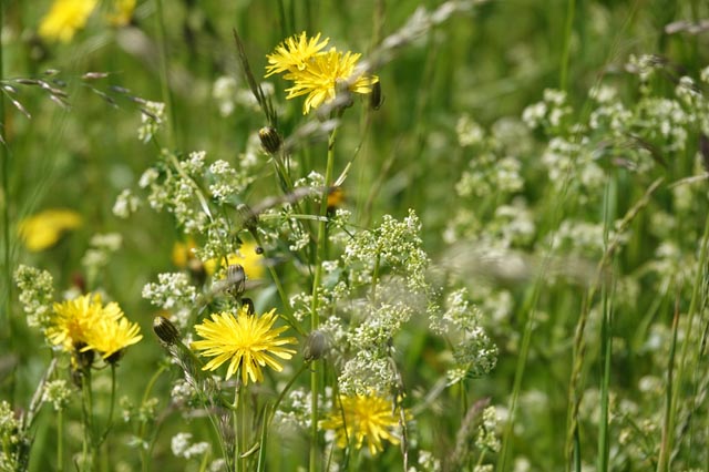 Impression vom Areal der Erst Schweizer AG in Möhlin. Foto: zVg