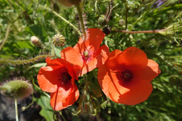 Klatschmohn – Impression vom Areal der Erst Schweizer AG in Möhlin. Foto: zVg