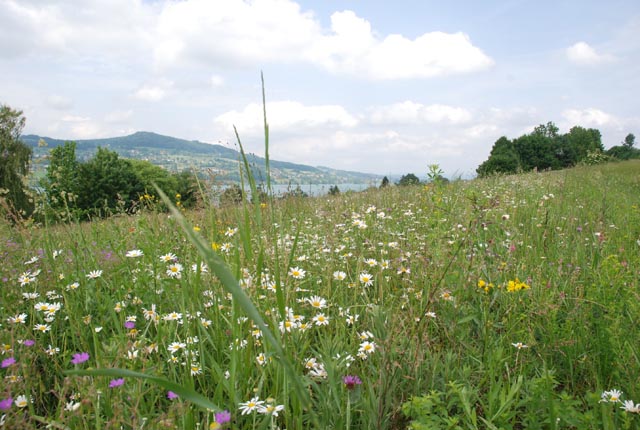 Biodiversität im Aargau - Blumenwiese. Foto: Bauernverband Aargau (BVA)