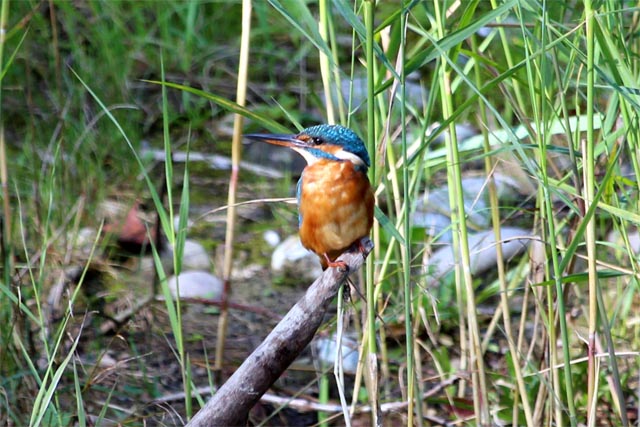 Der Eisvogel zeigte sich den Teilnehmenden. Foto: Dieter Deiss