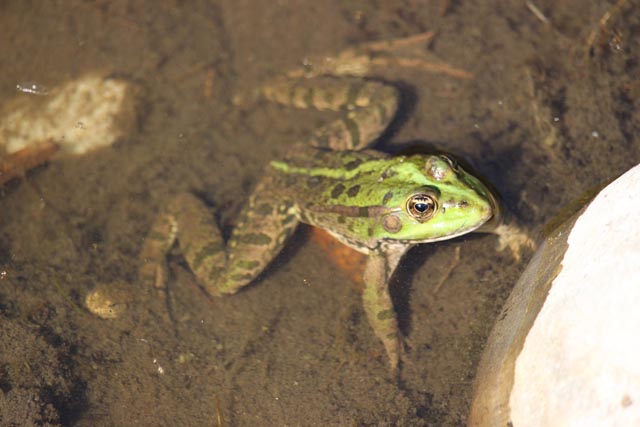 Der Grüne Wasserfrosch genoss das Sonnenlicht. Foto: Dieter Deiss