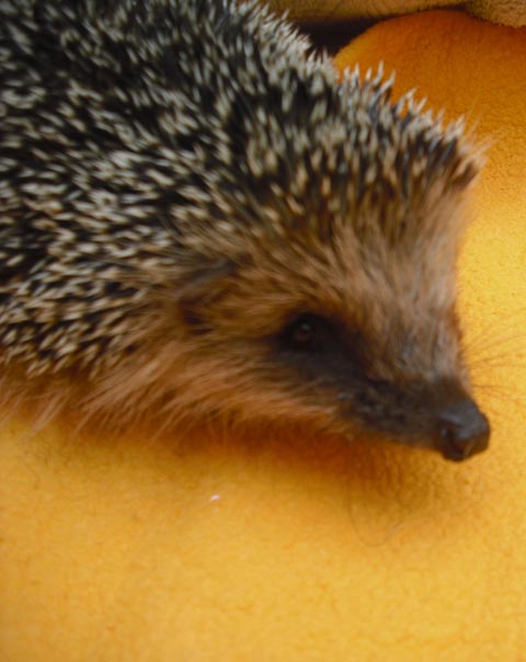 Der kleine Igel-Findling. Foto: zVg