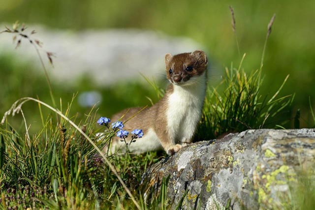 Das Wiesel ist das kleinste Raubtier der Schweiz. Foto: zVg