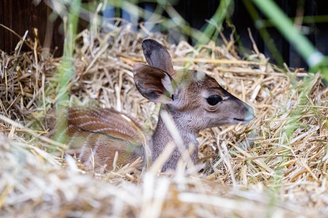 Das kleine Kudu Safiya kam am 12. September zur Welt. Foto: Zoo Basel