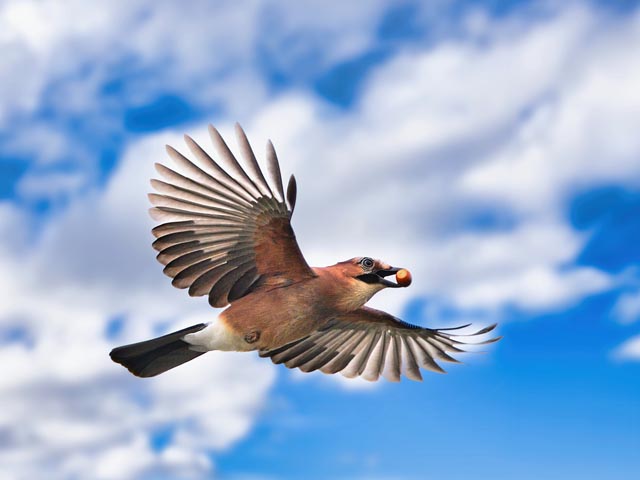 Foto: Ueli Bögle, Sisseln