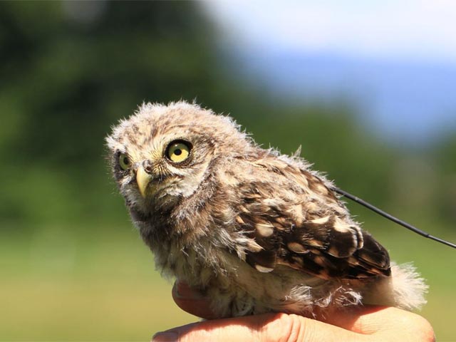 Besenderter junger Steinkauz. Foto: Matthias Tschumi