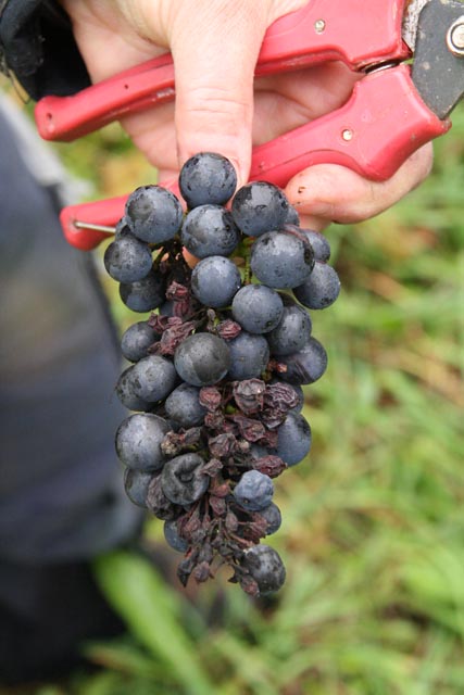 Etwa die Hälfte der Weintraube ist brauchbar. Die von Mehltau oder Kirschessigfliegen befallenen Beeren werden entfernt.  Fotos: Peter Schütz