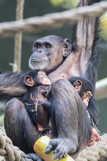 Schimpansen-Weibchen Kitoko adoptierte das Junge ihrer Schwester Fifi, die sich aus gesundheitlichen Gründen nicht um ihr Neugeborenes kümmern konnte. Foto: Zoo Basel