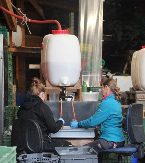 Nach dem Pressen und Pasteurisieren wird der Süssmost bei der Früchtefarm in Sulz in die Flaschen abgefüllt. Foto: © Jurapark Aargau