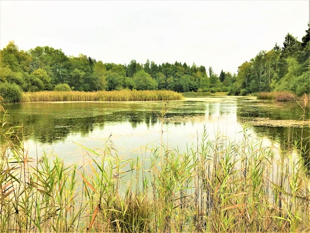 Das Fischbacher Moos in Fischbach-Göslikon ist zusammen mit dem Taumoos in Niederrohrdorf das letzte verbliebene Hochmoor von nationaler Bedeutung im ganzen Kanton Aargau. Foto: zVg