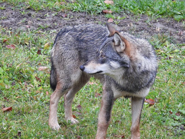 Ein Jungwolf ist unterwegs. Foto: zVg