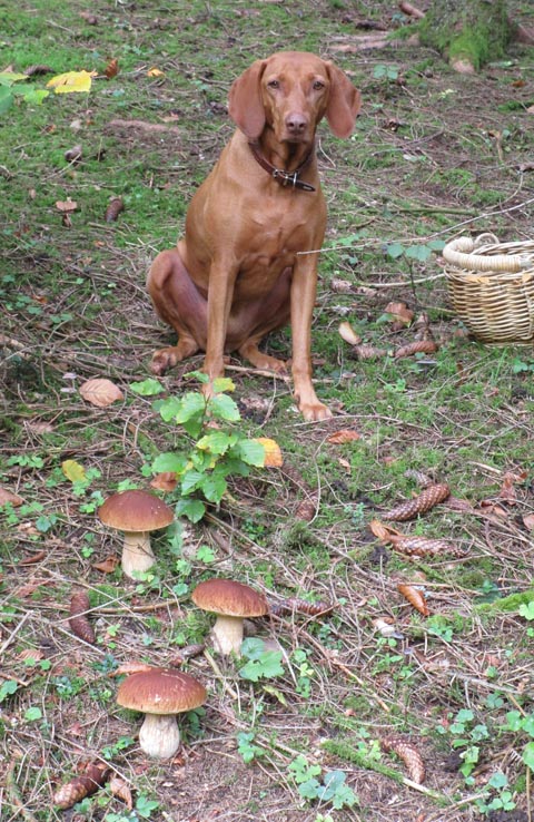 Sie macht sich zum Glück nichts aus Pilzen. Hündin Mia mit seltenen Steinpilzen. Foto: Peter Schütz
