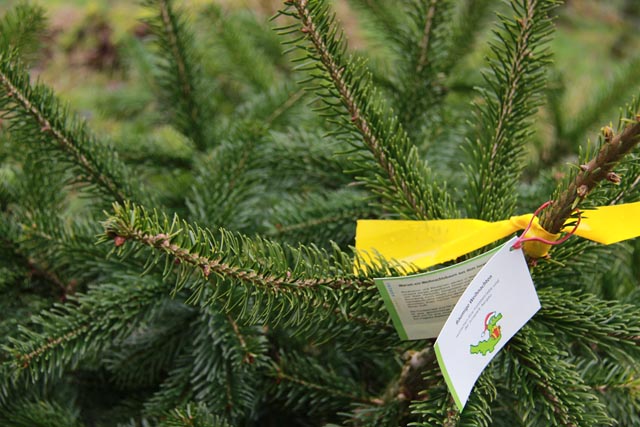 Frische Weihnachtsbäume aus dem Jurapark Aargau. Foto: zVg 