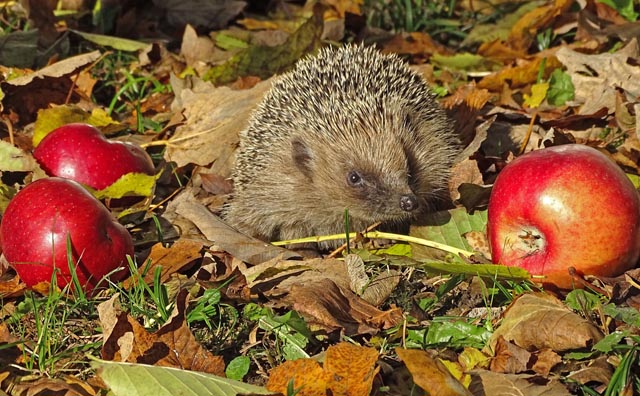 Igel im Herbst. Foto: Beni Herzog, Villnachern