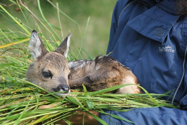 Mit der Drohne gehen die Retter auf Rehkitzsuche, um diese vor dem Mähdrescher zu retten. Foto: Verein Rehkitzrettung Schweiz/