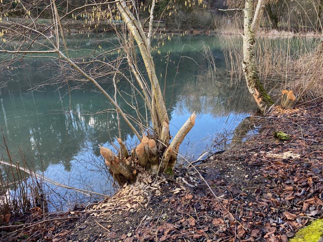 Spuren des Bibers bei den Talweihern von Anwil . Foto: NVR