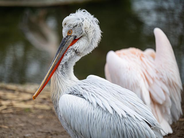 Krauskopfpelikan. Foto: Zoo Basel