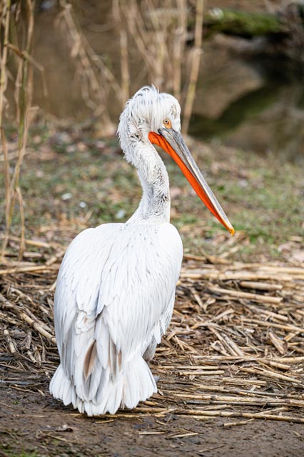 Krauskopfpelikan. Foto: Zoo Basel