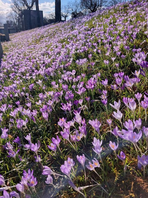 Ein Meer aus blühenden Krokussen. Foto Olivia Di Marco, Frick