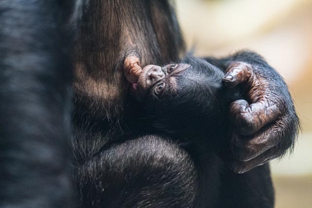 Ein kräftiger Nesthocker: Das Schimpansenjunge «Tsangi» trinkt bei seiner Mutter Garissa (13). Foto: Zoo Basel