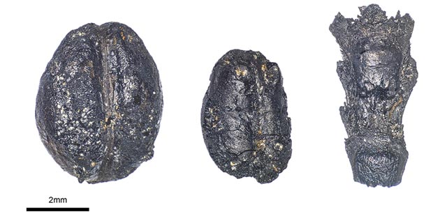 Überreste von Nutzpflanzen aus der Jungsteinzeit – hier Nacktgerste und Nacktweizen – deuten auf Verbindungen zwischen geografisch weit entfernten Siedlungen hin. Fotos: Raül Soteras