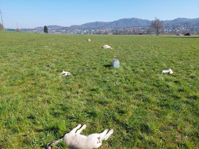 In Bonstetten ZH wurden in der vergangenen Woche 25 Schafe getötet. Foto: zVg