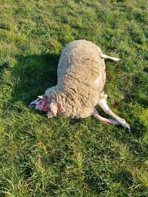In Bonstetten ZH wurden in der vergangenen Woche 25 Schafe getötet. Foto: zVg