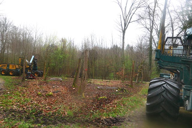 Die kürzlich (29./30./31. März) erfolgten Holzschläge im Stadtwald Rheinfelden (nahe der REHA und dem Quartier «Alte Saline»).  Foto: Jürg Keller
