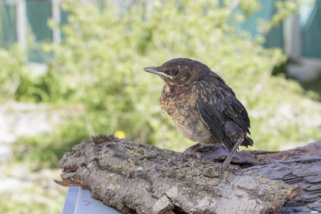 Amseln gehören zu den Frühstartern. Foto: Schweizerische Vogelwacht