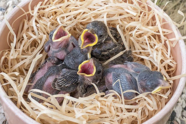 Der Frühling ist die Zeit der Vogelbrut und -aufzucht. Foto: Schweizerische Vogelwacht