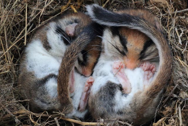 Während des Winterschlafs büssen Gartenschläfer rund die Hälfte ihres Körpergewichtes ein. Foto: © Biosphoto / Jean-François Noblet