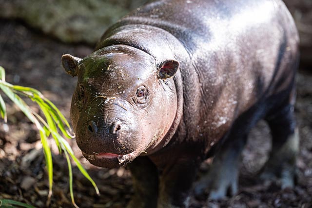 Präsentiert sich nun auch dem Zoo-Publikum: Zwergflusspferd-Jungtier Sala. Foto: Zoo Basel