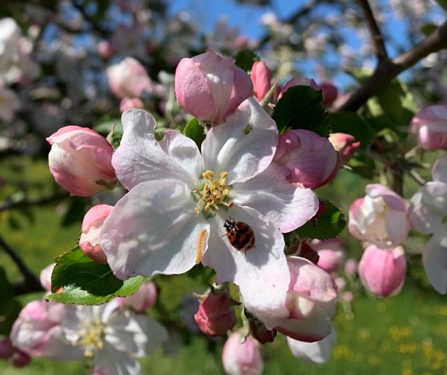 Foto: Margrit Freudemann, Kaisten