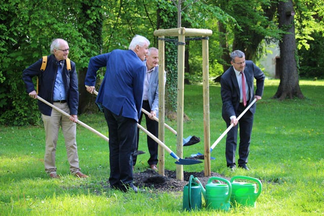 Die Linde wurde im Stadtpark gepflanzt. Foto: zVg