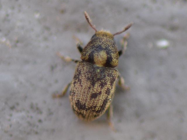 Eschenbastkäfer (Hylesinus varius). Foto: Christine Frauchiger