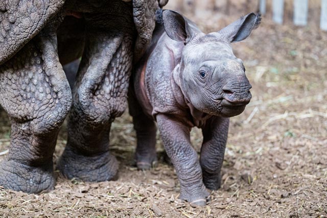 Der kleine Tarun hält sich noch vorzugsweise in der Nähe von Mama Quetta auf. Foto: Zoo Basel