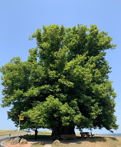 Foto: Margrit Freudemann, Kaisten