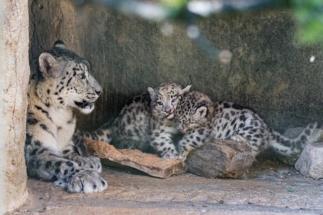 Schneeleopardin Rangi mit zwei ihrer Jungen. Foto: Zoo Basel