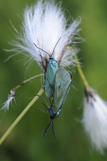 Wie der Name verrät, ernährt sich das Ampfer-Grünwidderchen (Adscita statices) bevorzugt von den Blättern des Wiesen-Sauerampfers. Foto: André Rey