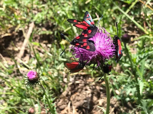 Grosses Fünffleckwidderchen (Zygaena lonicerae) und Thymianwidderchen (Zygaena purpuralis) auf einer Nickenden Distel (Cardus nutans). Foto: André Rey