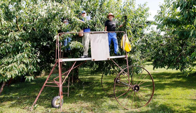 Gute Teamarbeit: Sepp (rechts) und sein Bruder Bruno Beck ernteten gemeinsam die Kirschen von der nostalgischen Plattform aus. Foto: Manuel Geisser
