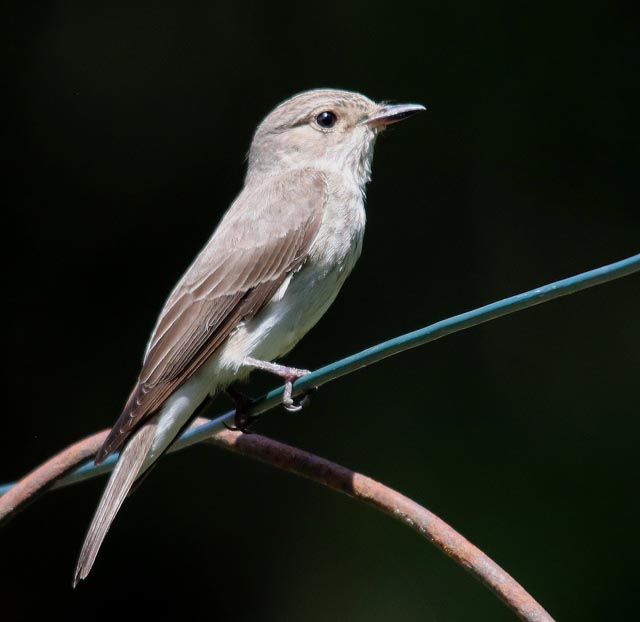 Foto: Markus Schuhmacher