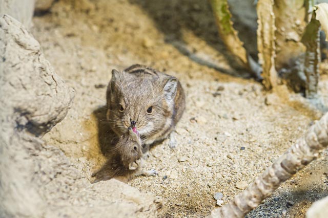 Das erste Mal seit fünf Jahren können Besucherinnen und Besucher in der Etoscha-Anlage einen Kurzohr-Rüsselspringer im Miniformat beobachten. Foto: Zoo Basel
