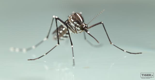 Asiatische Tigermücke. Foto: Projekt TIGER