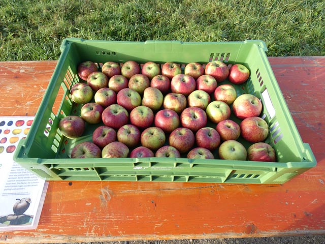 Der Kaister Feldapfel: Ausgeglichenes, leicht säuerliches Aroma; Fruchtfleisch fest, saftig und aromatisch; dank relativ guter Lagerfähigkeit auch als Tafelapfel geeignet. Foto: Jörg Wägli