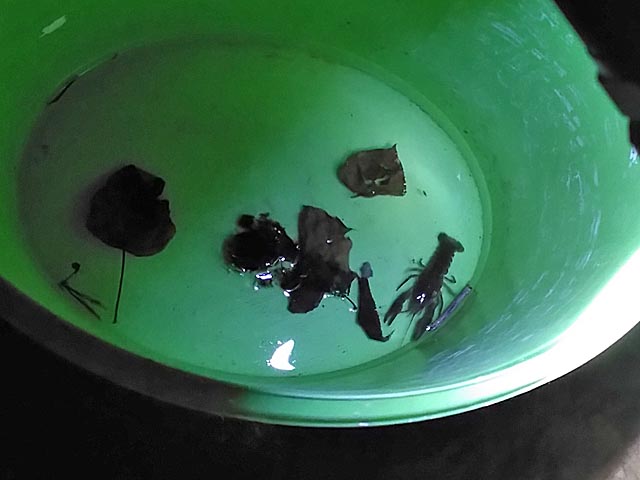 Junger Dohlenkrebs.  Foto: © Kanton Aargau/BVU