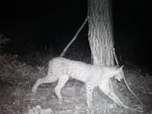 Auch in unserer Region schon unterwegs! Ein Luchs in der Region Bözberg am 18. August 2020 von einer Fotofalle dokumentiert. Foto: Thomas Zischg