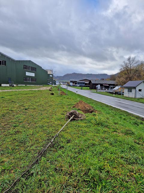 Baumpflanzaktion am Ortseingang von Wittnau. Foto: zVg