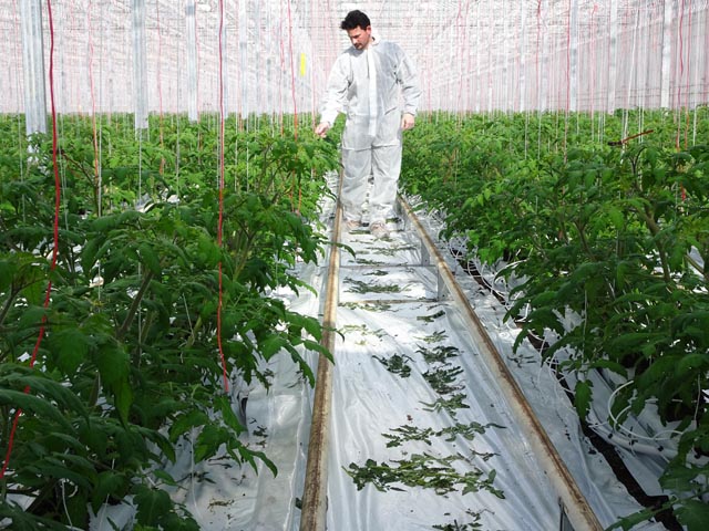 Im Rahmen eines Monitorings werden in allen Schweizer Tomatengewächshäusern regelmässig Proben genommen, um einen Befall mit dem Jordan-Virus frühzeitig zu erkennen. Foto: zVg/Arenenberg
